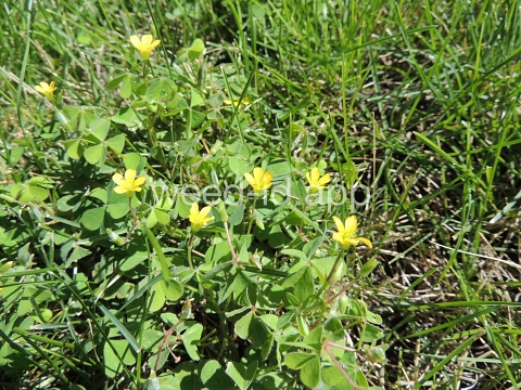woodsorrel, creeping